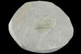 Partial Ogyginus Cordensis - Classic British Trilobite #103126-1